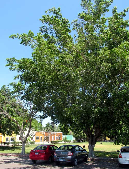 FICUS CITRIFOLIA in park