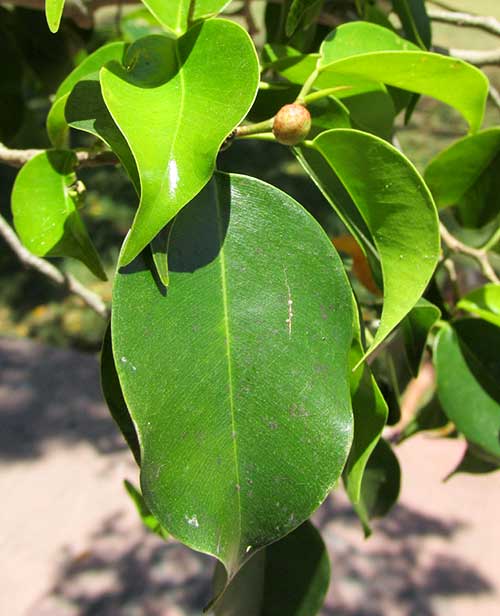 FICUS CITRIFOLIA, leaves