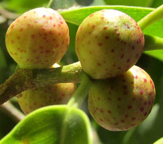 FICUS CITRIFOLIA, immature figs