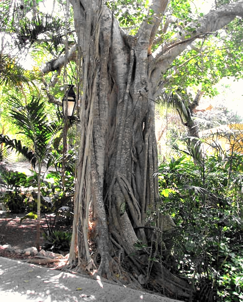 Strangler Fig, FICUS COTINIFOLIA, trunk