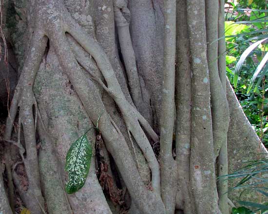 Strangler Fig, FICUS COTINIFOLIA, grafting prop-roots