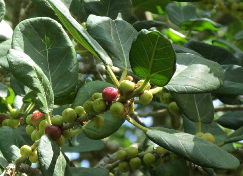 Strangler Fig, FICUS COTINIFOLIA, leaves and figs