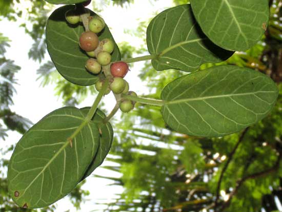 Strangler Fig, FICUS COTINIFOLIA, leaves