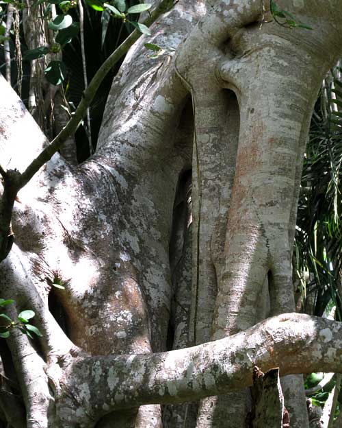 Strangler Fig, FICUS COTINIFOLIA, grafting stems