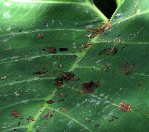 Strangler Fig, FICUS COTINIFOLIA, seeds in bird poop