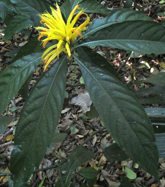 Yellow Jacobinia, JUSTICIA AUREA, habitat