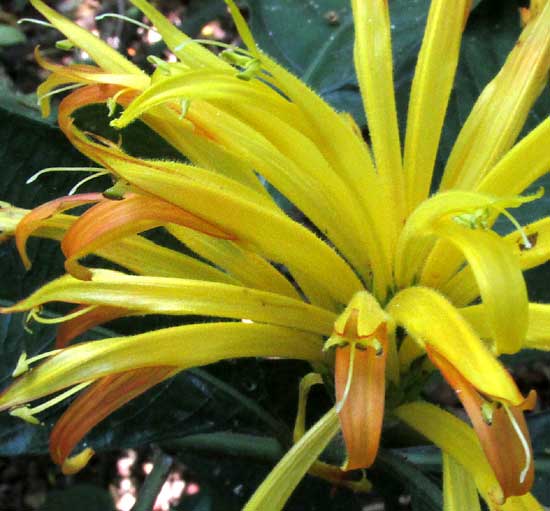 Yellow Jacobinia, JUSTICIA AUREA, flowerss