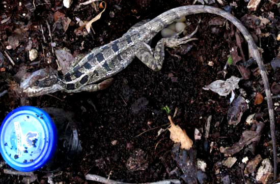 Striped Basilisk, BASILISCUS VITTATUS, laying eggs