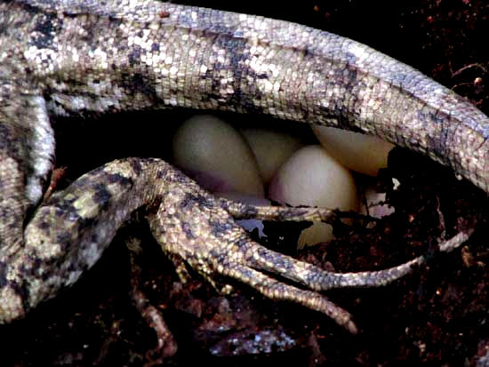 Striped Basilisk, Basiliscus vittatus, laying eggs