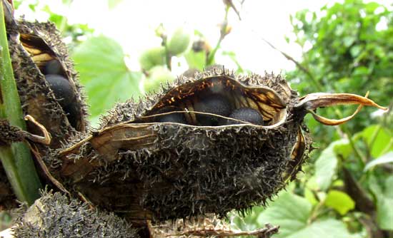 Wild Canna Lily, CANNA INDICA, fruit open showing seeds