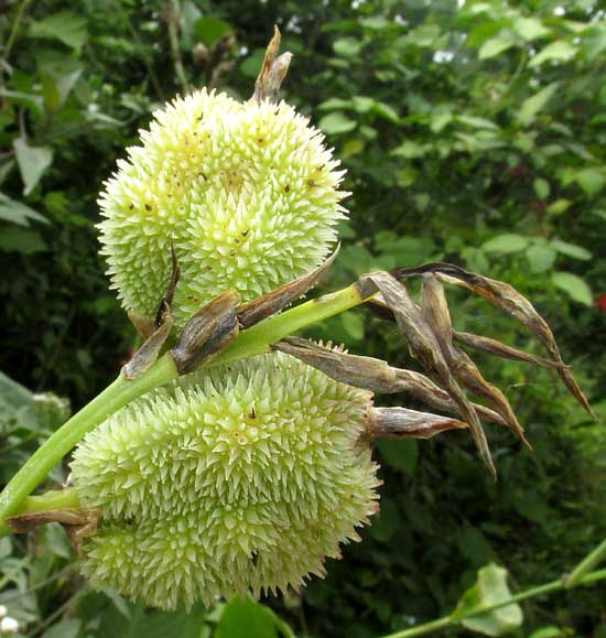 Wild Canna Lily, CANNA INDICA, fruits