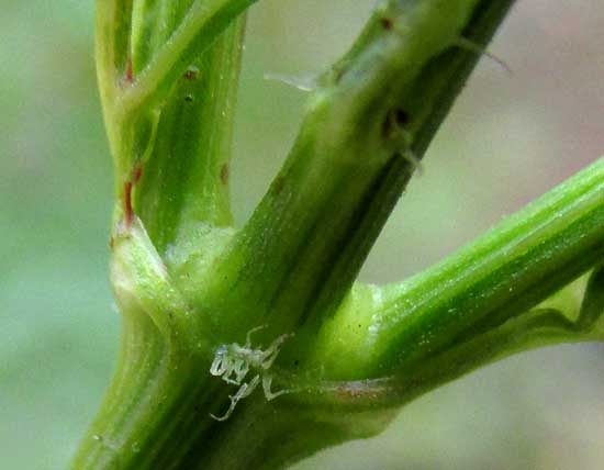 Yellow Cosmos, leaf axils