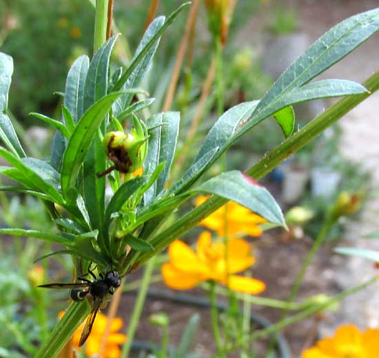 Yellow Cosmos, COSMOS SULPHUREUS, wasp visiting leaf axils