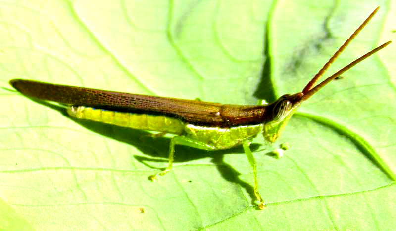 Cattail Toothpick Grasshopper, LEPTYSMA MARGINICOLLIS