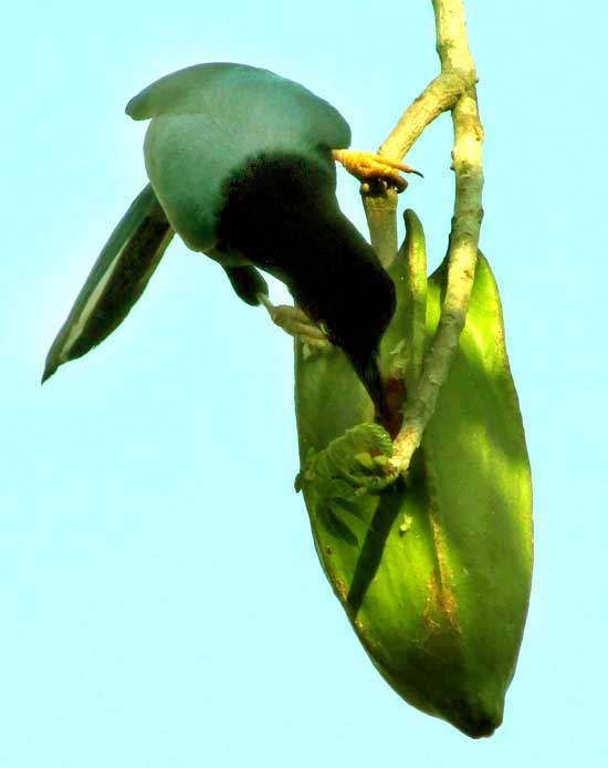 Green Jay eating Jacaratia Fruit