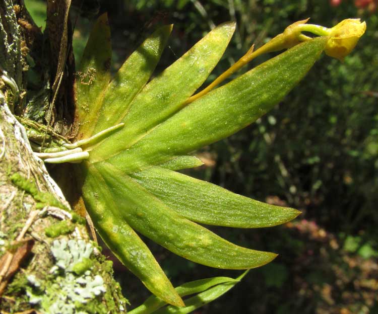 Tiny Psygmorchis Orchid, PSYGMORCHIS PUSILLA