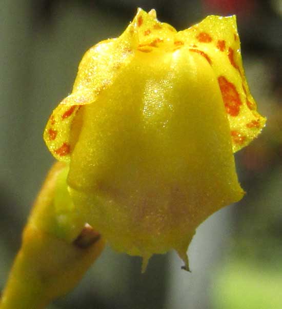 Tiny Psygmorchis Orchid, PSYGMORCHIS PUSILLA, partially open flower