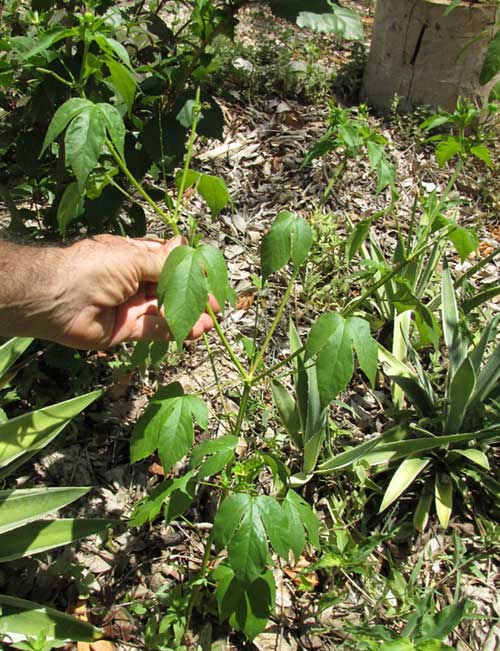 Lobed Croton, CROTON LOBATUS