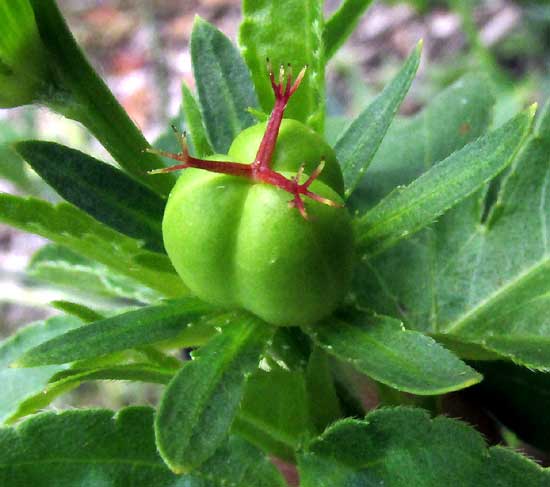 Lobed Croton, CROTON LOBATUS, female flower