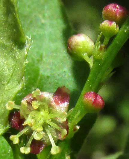 Lobed Croton, CROTON LOBATUS, male flowers