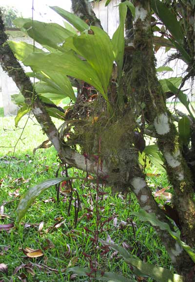 GONGORA UNICOLOR, plant