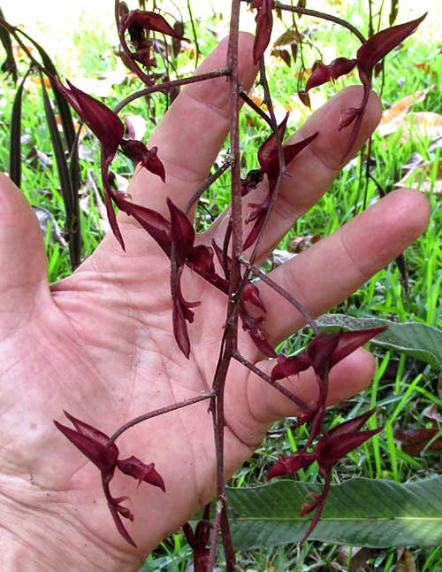 GONGORA UNICOLOR, flowers