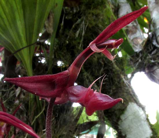 GONGORA UNICOLOR, flower