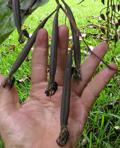 GONGORA UNICOLOR, pods