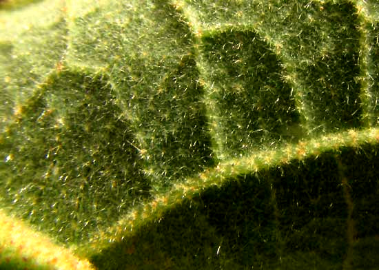 GUAZUMA ULMIFOLIA, stellate hairs on lower leaf surface