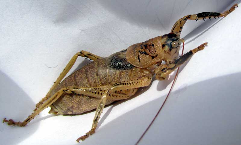 Shield-backed Katydid, TETTIGONIINAE