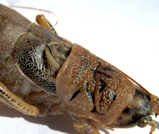 Shield-backed Katydid, TETTIGONIINAE