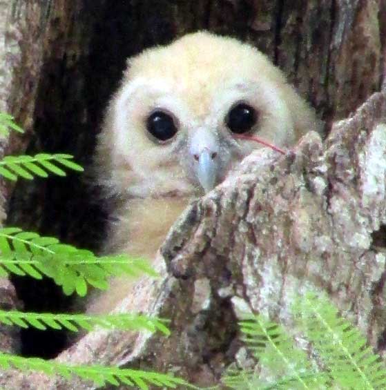 Mottled Owl, STRIX VIRGATA, white nestling