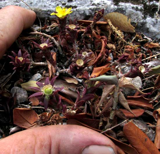 Redstem Purslane, PORTULACA RUBRICAULIS, fruiting plant