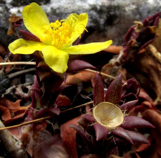 Redstem Purslane, PORTULACA RUBRICAULIS, flofwer and empty capsular cup