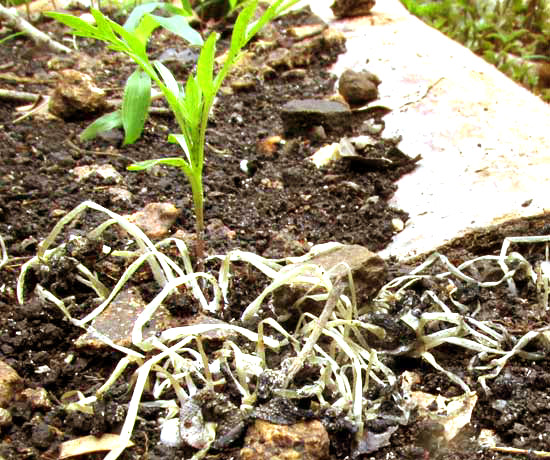 Coprinopsis lagopus, melted fruiting bodies