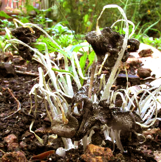 Coprinopsis lagopus, mushrooms melting