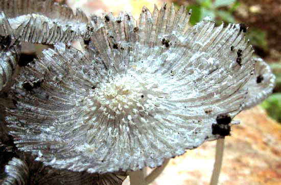 Coprinopsis lagopus, cap