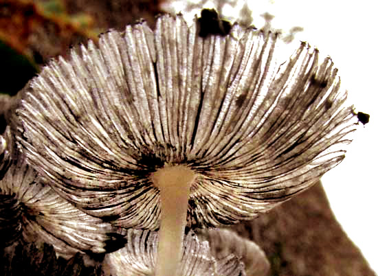 Coprinopsis lagopus, gills with black rims