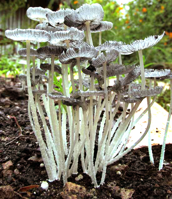 Coprinopsis lagopus