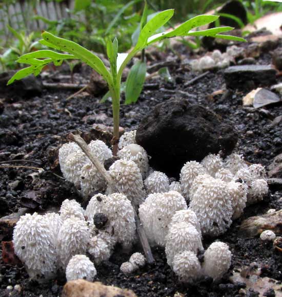 Coprinopsis lagopus, young fruiting bodies