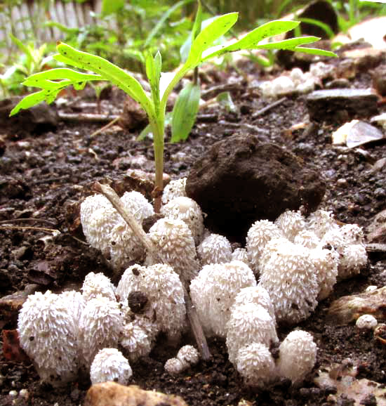 Coprinopsis lagopus, young fruiting bodies