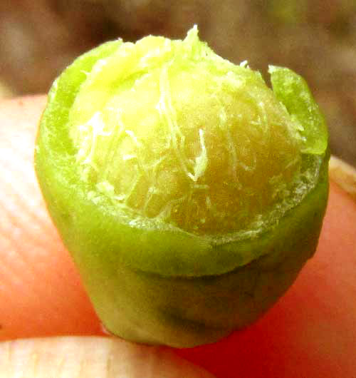 CROSSOPETALUM PARVIFLORUM, fruit with seed exposed