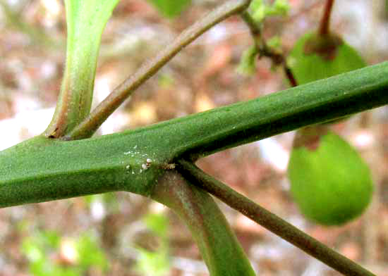 CROSSOPETALUM PARVIFLORUM, squared stems