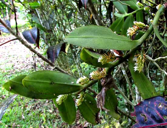 Fairy Bentspur, CAMPYLOCENTRUM MICRANTHUM