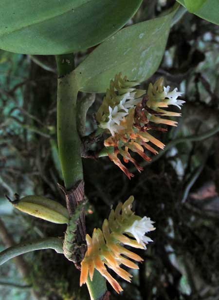 Fairy Bentspur, CAMPYLOCENTRUM MICRANTHUM, flowers