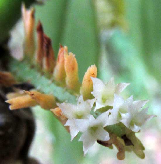 Fairy Bentspur, CAMPYLOCENTRUM MICRANTHUM, flowers from front