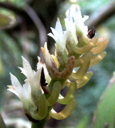 Fairy Bentspur, CAMPYLOCENTRUM MICRANTHUM, flowers from side showing spurs