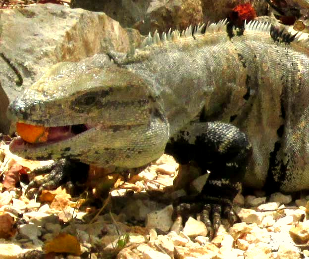 Black Iguana eating Spanish Plum