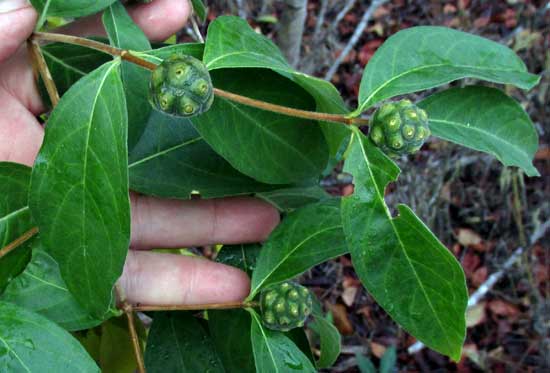 Mouse's Pineapple or Redgal, MORINDA ROYOC, fruiting
