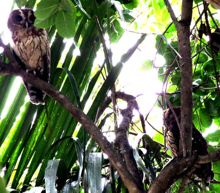 parent Mottled Owels perched near young